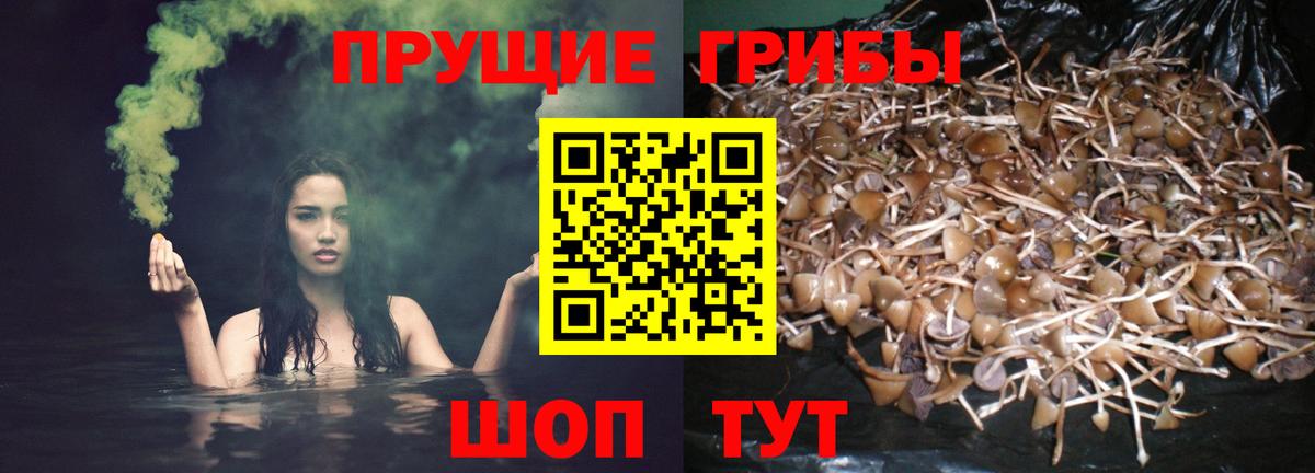 Рославль  Псилоцибиновые грибы Psilocybine cubensis  Вход с VPN 
